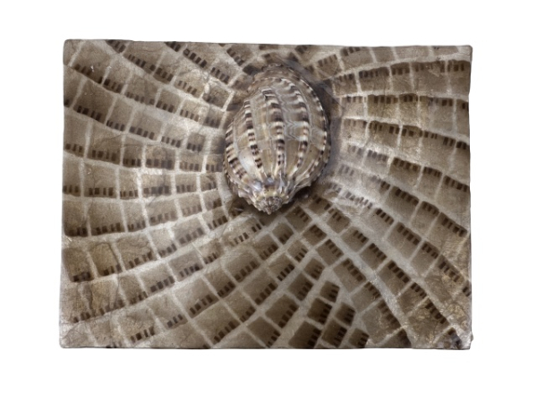 Capizbox mit Schnecke